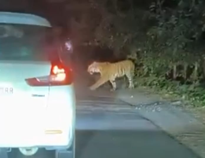 हिरन के पीछे दौड़ता बाघ। वीडियो ग्रेब