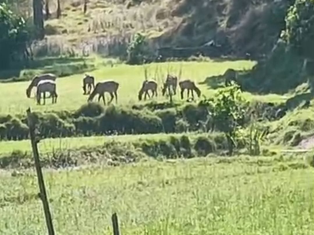 बंगाणा क्षेत्र की खरयालता पंचायत के गांव भलखूं में नील गाय के झुंड गेहूं की फसल को चट करते। संव बंगाणा क्षेत्र की खरयालता पंचायत के गांव भलखूं में नील गाय के झुंड गेहूं की फसल को चट करते। संव