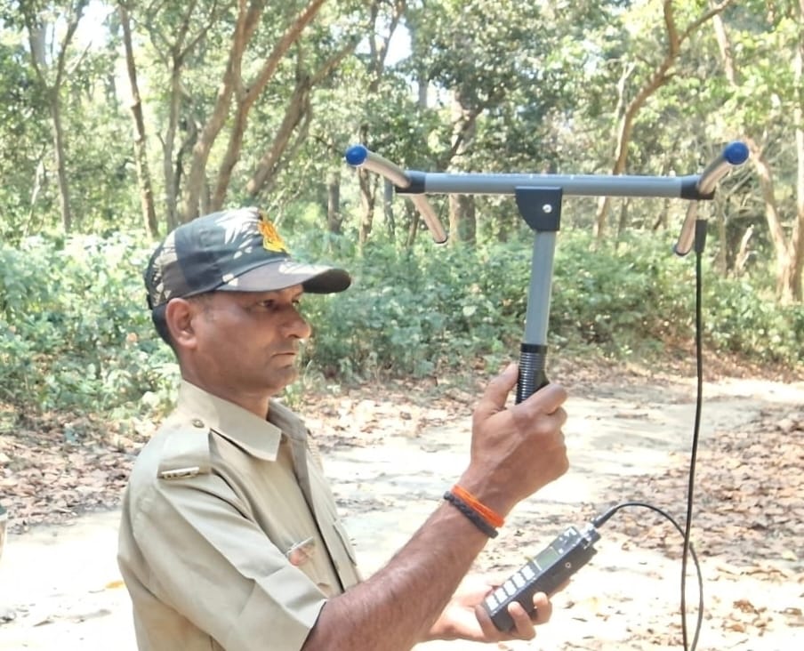 दुधवा के खुले जंगल में विचरण करता छोड़ा गया गैंडा। स्रोत : वन विभाग।