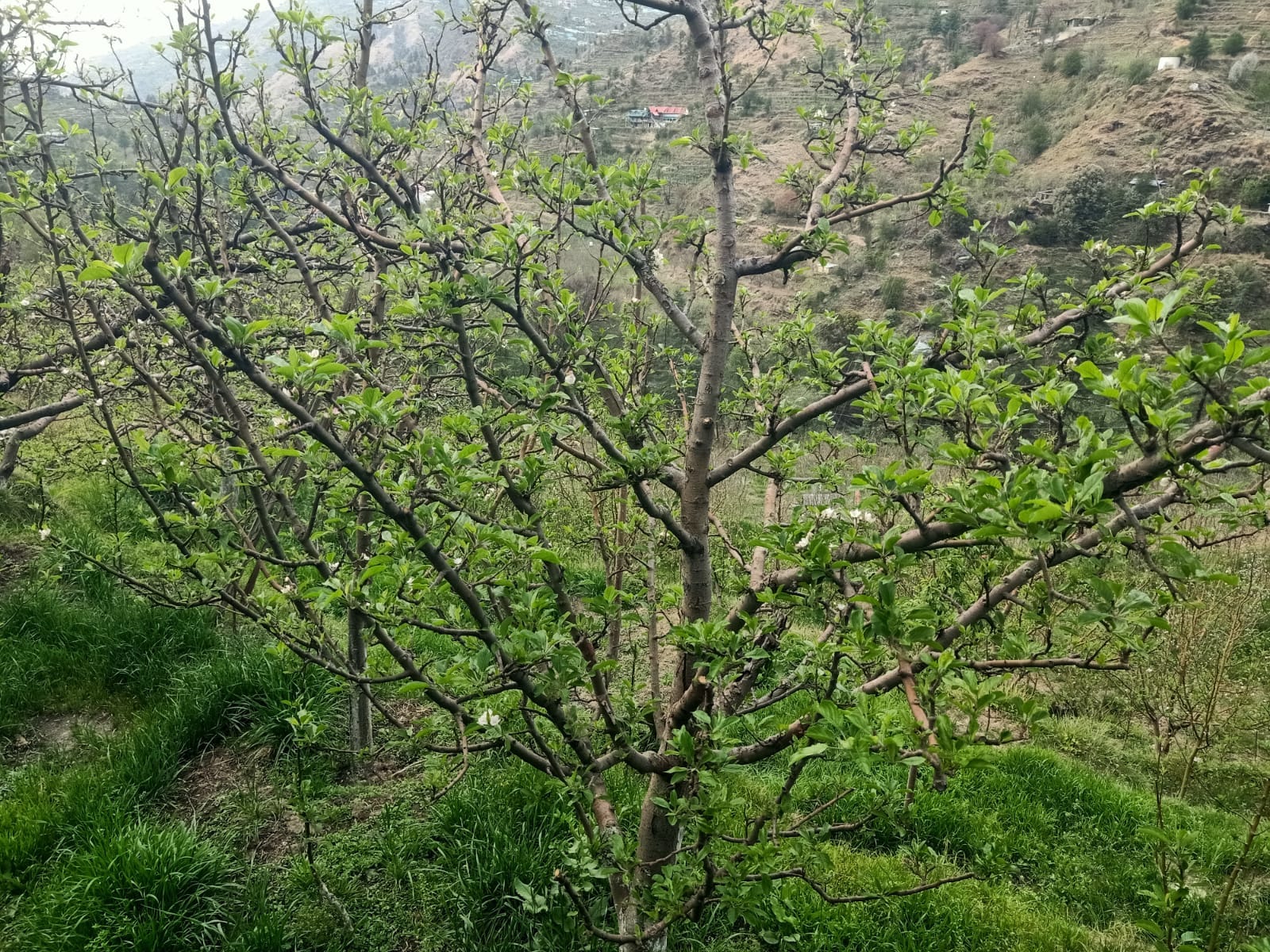 कोटरवाई क्षेत्र में सेब के बगोचों में निकल रही पत्तियां। संवाद