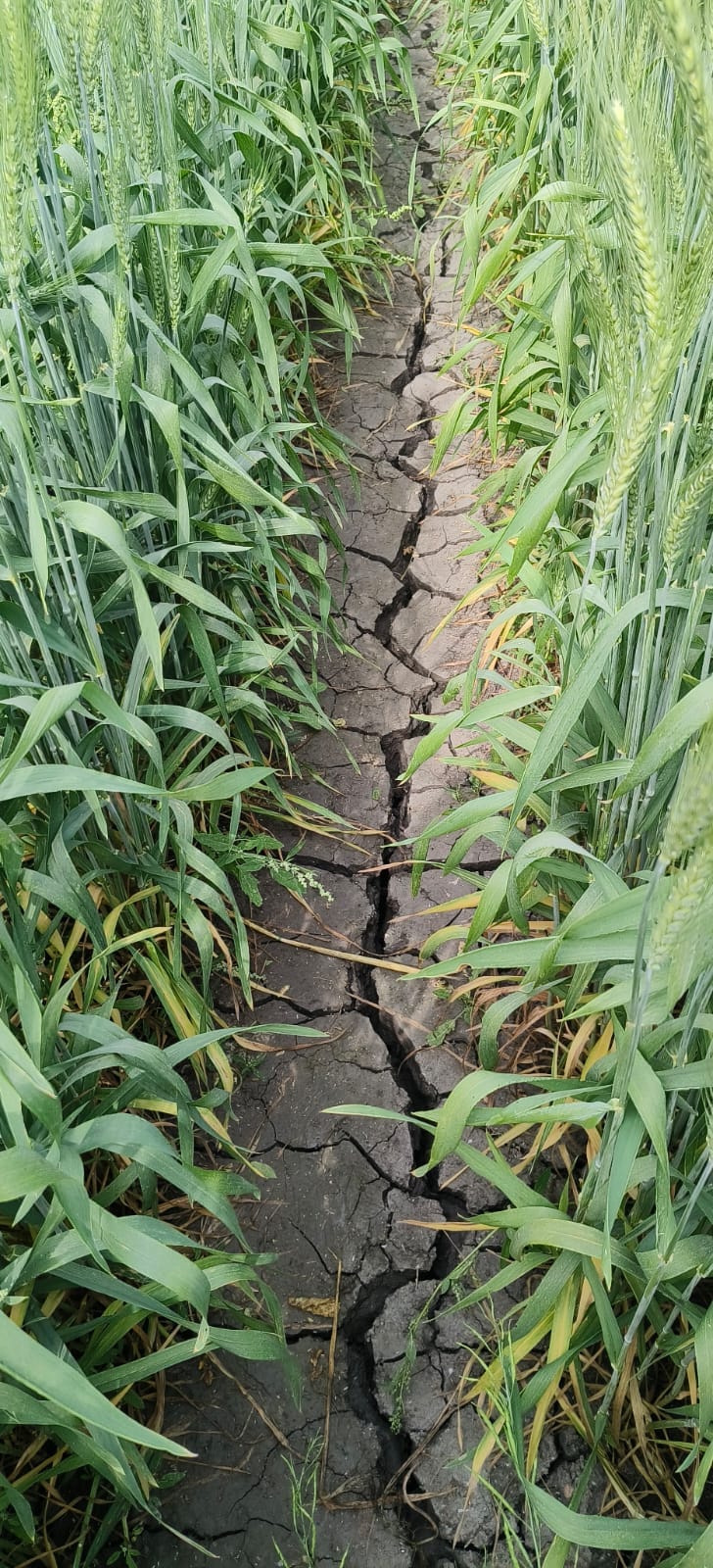 फोटो - 07 पानी न मिलने के कारण सूख रही गेहूं की फसल। संवाद