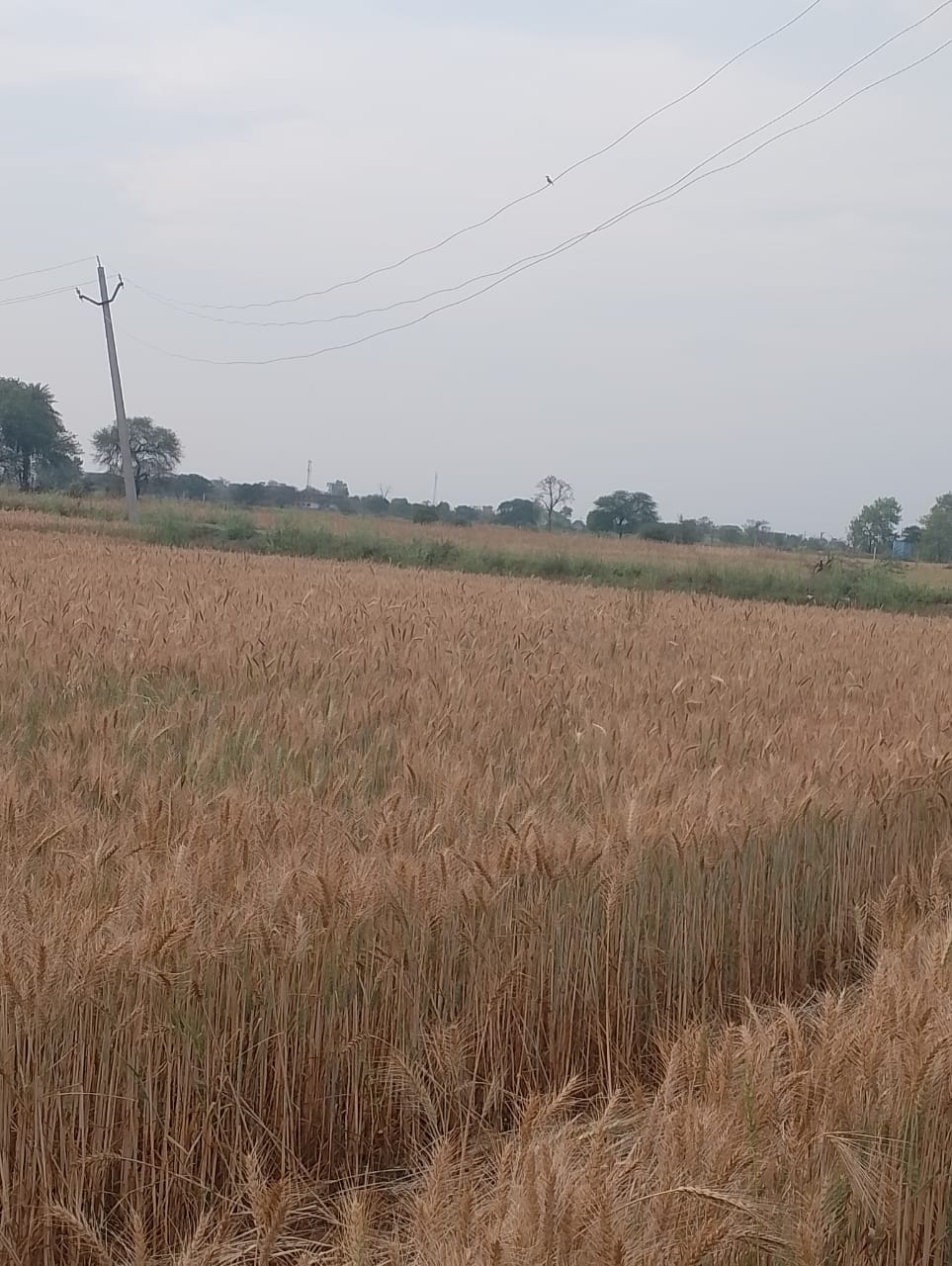 सदर ब्लॉक के गोरडीहा गांव में कम ऊंचाई पर लटकता तार और नीचे लगी गेहूं की फसल। संवाद सदर ब्लॉक के गोरडीहा गांव में कम ऊंचाई पर लटकता तार और नीचे लगी गेहूं की फसल। संवाद