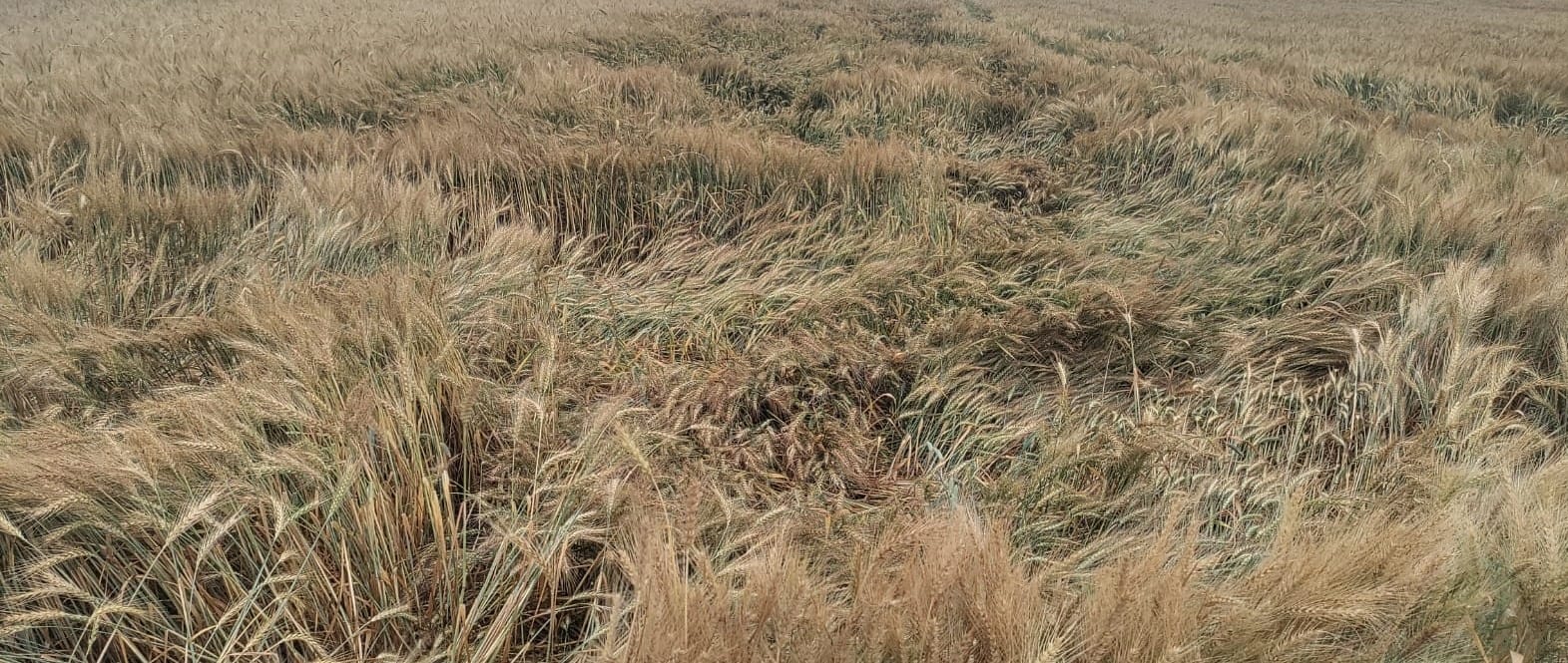 शुक्रवार को हुई हल्की बारिश से बचने के लिए छाता लगाकर जाता व्यक्ति। संवाद