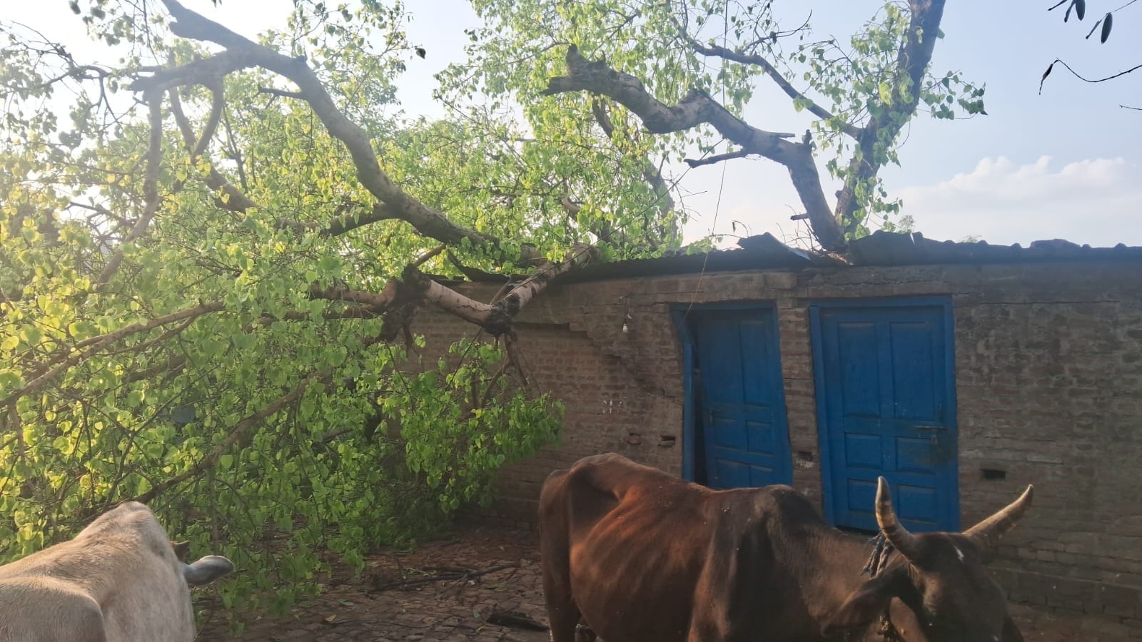 अचानक आई आंधी बारिश में गिरी गेहूं की खड़ी फसल। संवाद