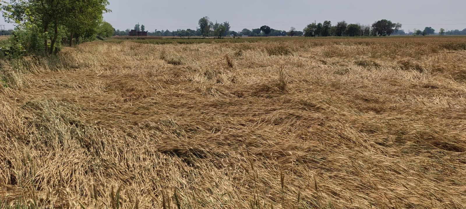 अचानक आई आंधी बारिश में गिरी गेहूं की खड़ी फसल। संवाद