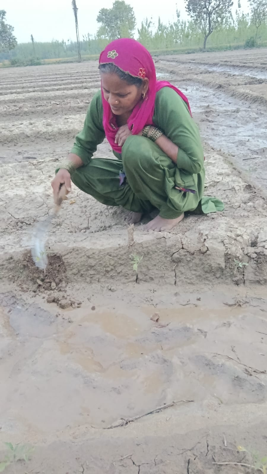 अपने पशुओं के साथ सपना। स्वयं अपने पशुओं के साथ सपना। स्वयं