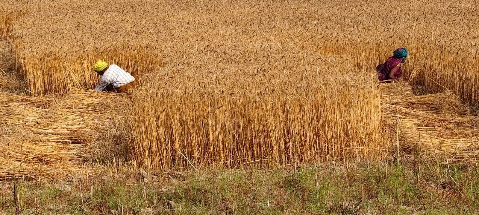बरदह के सरायमोहन गांव में खेत में काटकर छोड़ी गई सरसो। संवाद