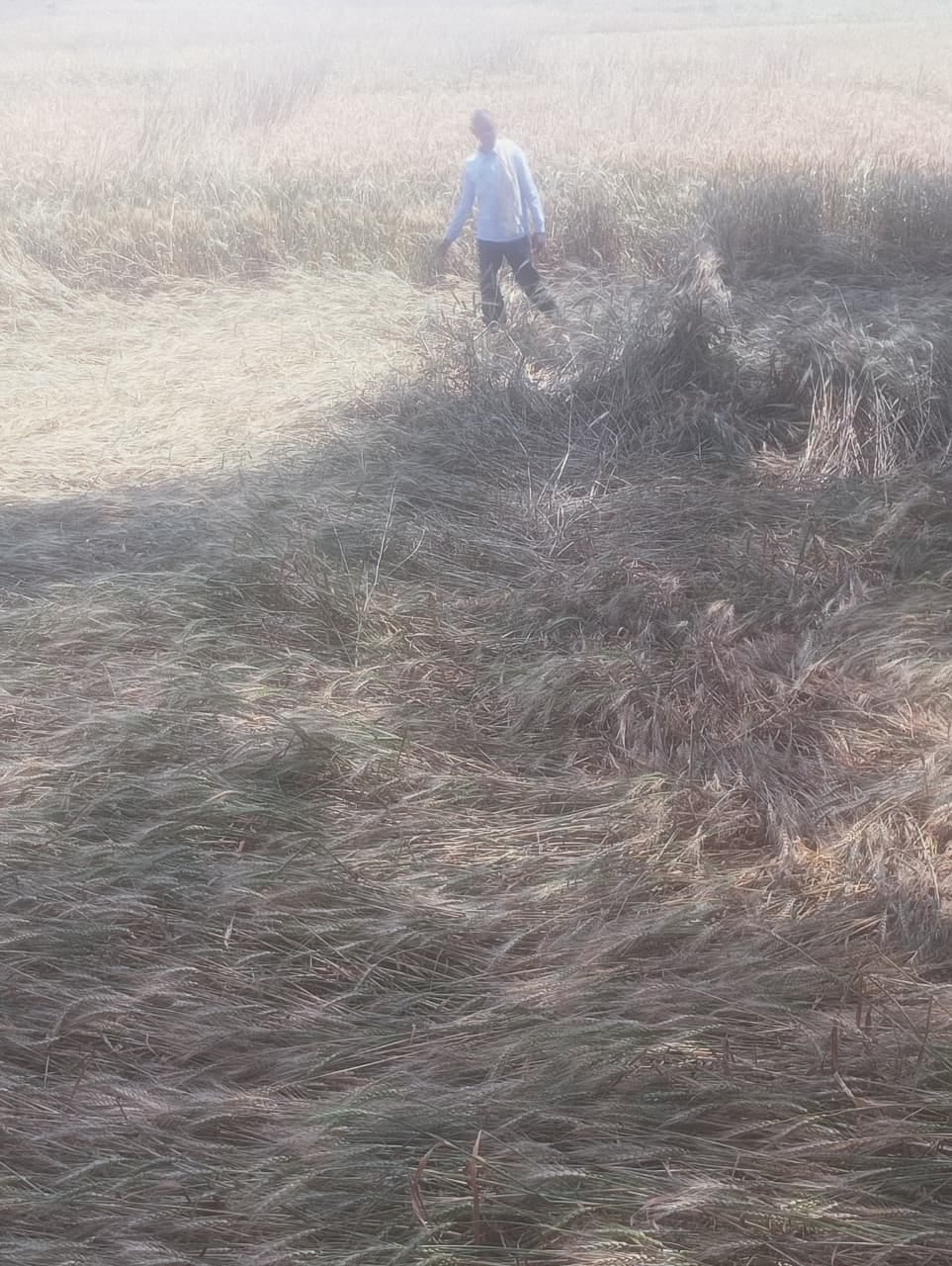 फोटो न- 28सीकेटीपी 24 पहाड़ी क्षेत्र के नांदी गांव में फसल नुकसान को दिखाता किसान। संवाद
