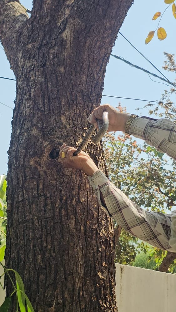 एसपी ऑफिस में घुसा ‘घोड़ा पछाड़’ सांप, प्रधान आरक्षक-ड्राइवर ने रिस्क लेकर किया रेस्क्यू। एसपी ऑफिस में घुसा ‘घोड़ा पछाड़’ सांप, प्रधान आरक्षक-ड्राइवर ने रिस्क लेकर किया रेस्क्यू।