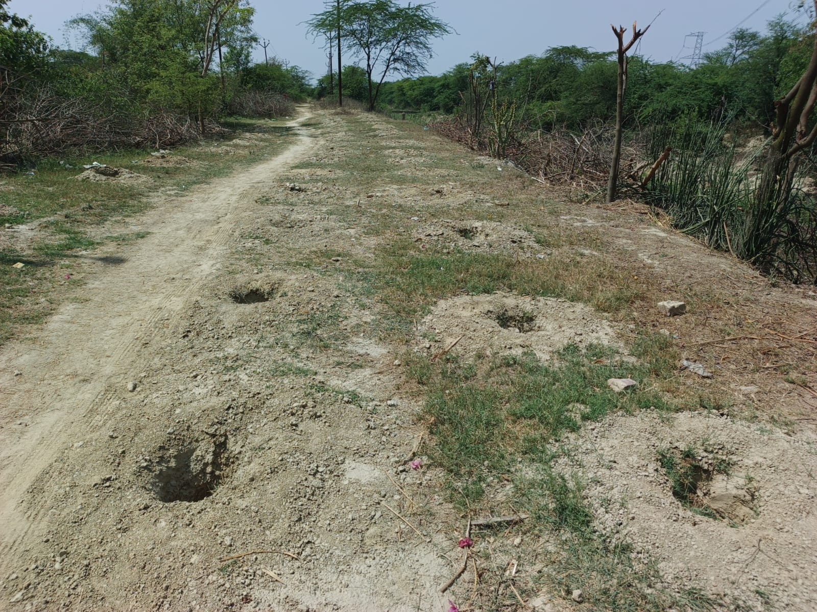 फोटो 18 बिछवां के गांव नगला शंभू के पास नहर किनारे पड़े पिछली साल के पौधे। संवाद