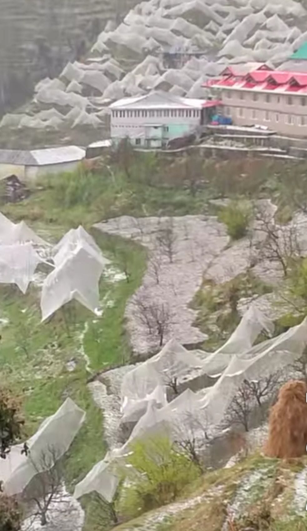 कुमारसैन में सोमवार दोपहर बाद ओलावृष्टि ने मचाया कहर। संवाद