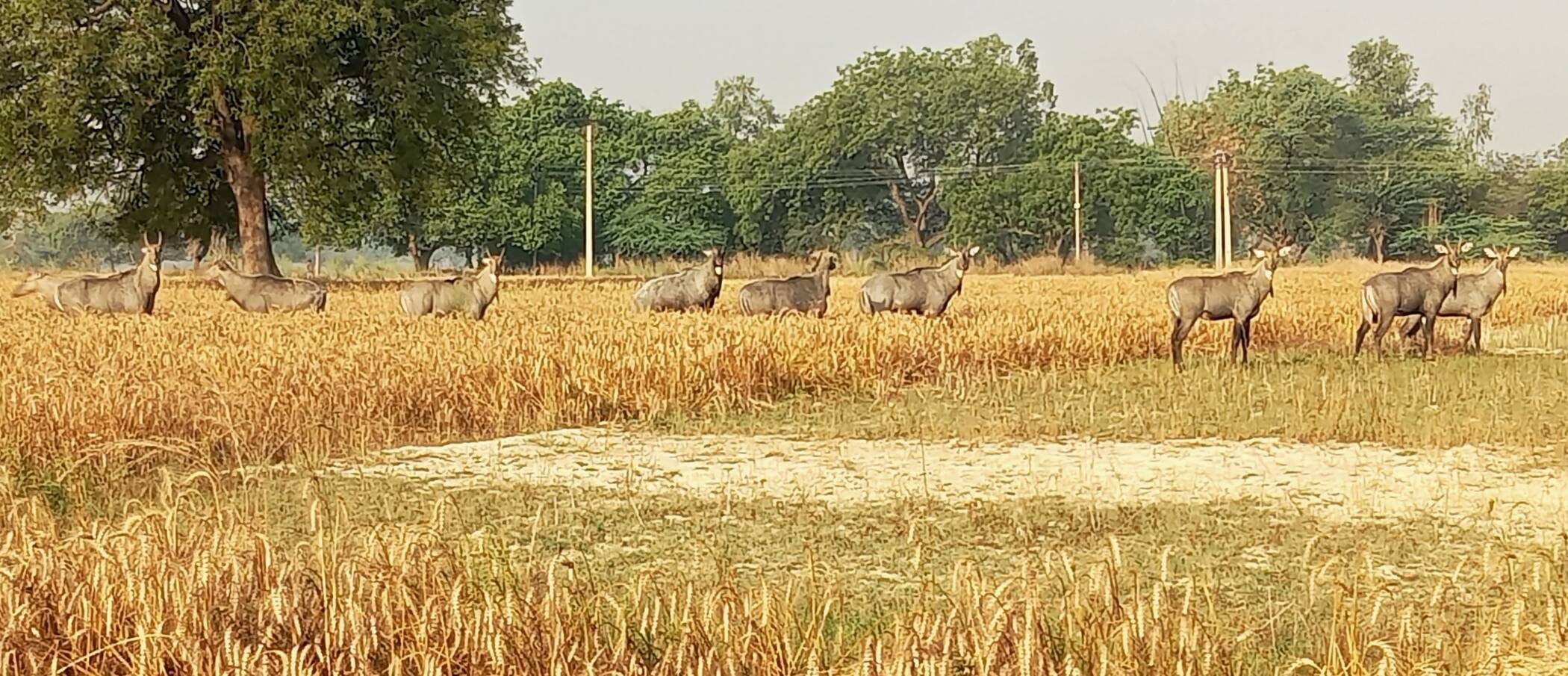 फोटो-04-गेंहू की पकी फसल में खड़ा नीलगायों का झुंड। संवाद