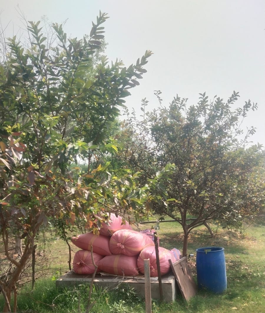 फोटो 30 एचएएमपी 05-महिला किसान रेखा प्रजापति। स्रोत: स्वयं फोटो 30 एचएएमपी 05-महिला किसान रेखा प्रजापति। स्रोत: स्वयं