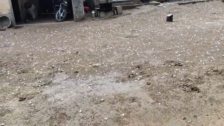 फोटो संख्या:62 कनीना में ओलावृष्टि से बिछी गेहूं की फसल। संवाद