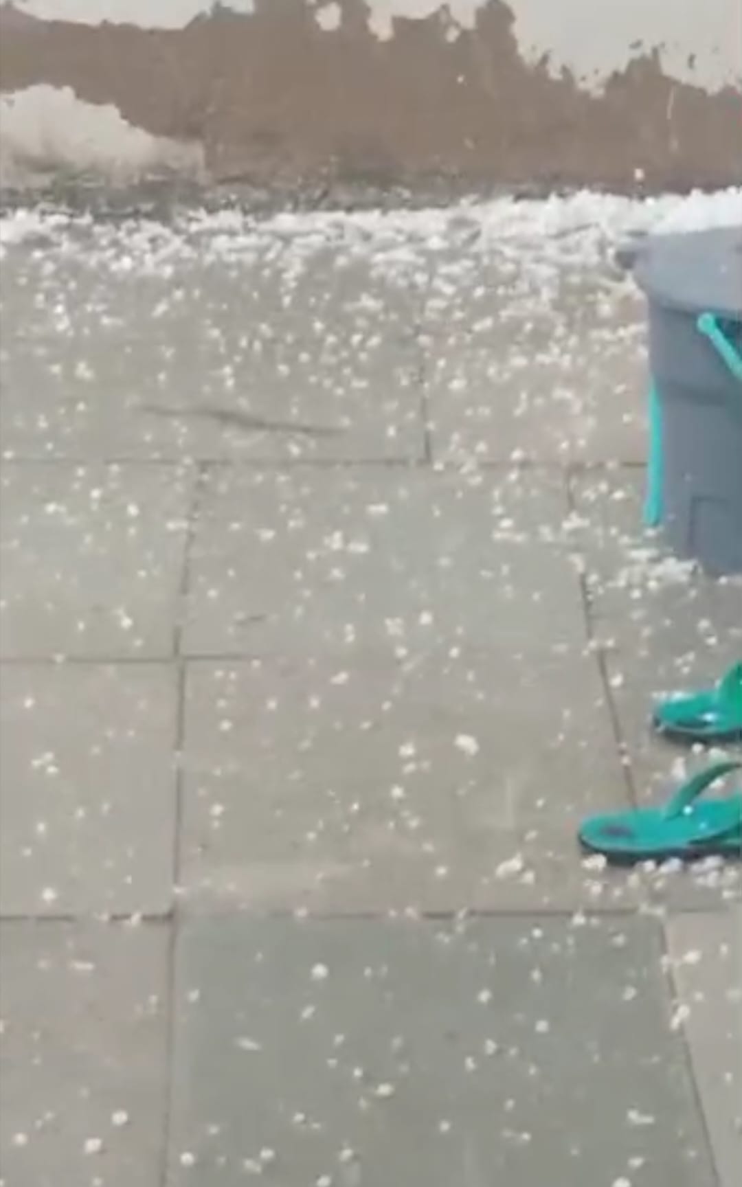 फोटो संख्या:62 कनीना में ओलावृष्टि से बिछी गेहूं की फसल। संवाद