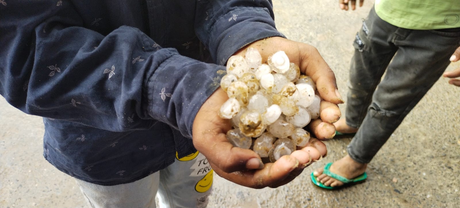 फोटो संख्या:62 कनीना में ओलावृष्टि से बिछी गेहूं की फसल। संवाद