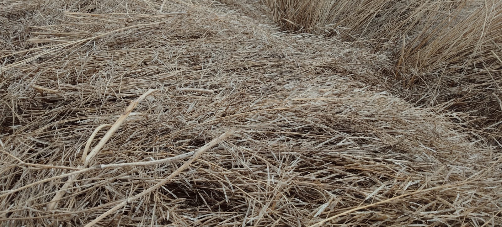 फोटो संख्या:62 कनीना में ओलावृष्टि से बिछी गेहूं की फसल। संवाद