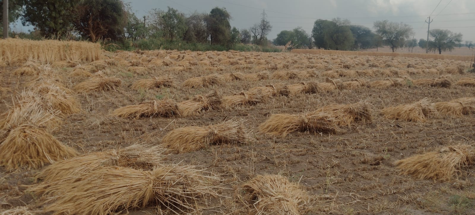 फोटो संख्या:62 कनीना में ओलावृष्टि से बिछी गेहूं की फसल। संवाद