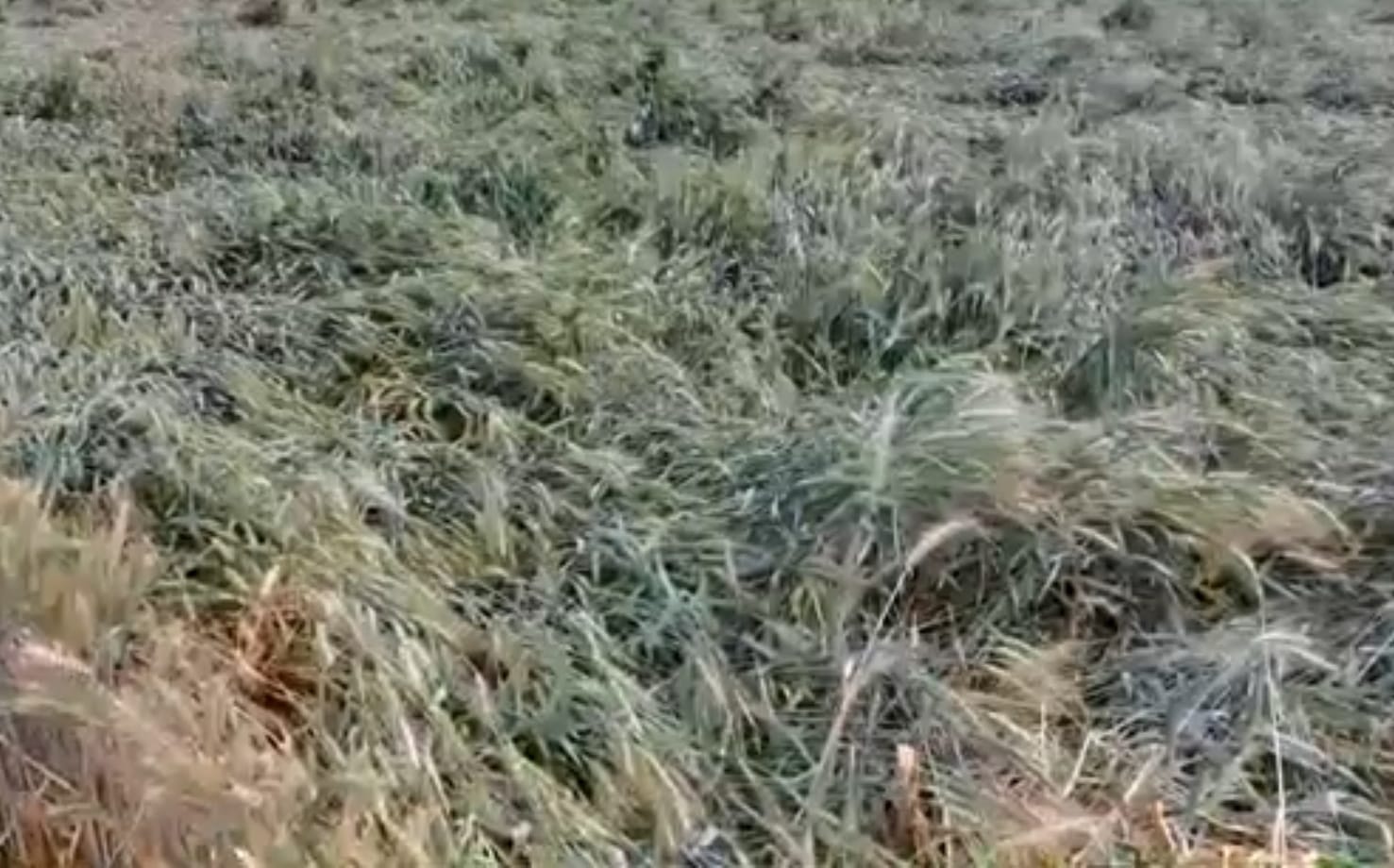 फोटो न- 01सीकेटीपी 13 सीतापुर क्षेत्र में आंधी में धराशाई गेहूं फसल। संवाद