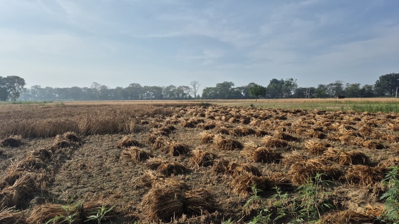 जलेसर में मंगलवार का हुई बारिश से भीगने से काली पड़ी गेहूं की बाली। संवाद जलेसर में मंगलवार का हुई बारिश से भीगने से काली पड़ी गेहूं की बाली। संवाद