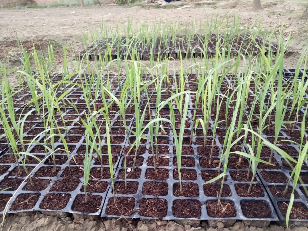 कैराना के ऊंचा गांव में गन्ने की पौध तैयारी करती समूह की महिलाएं। समूह