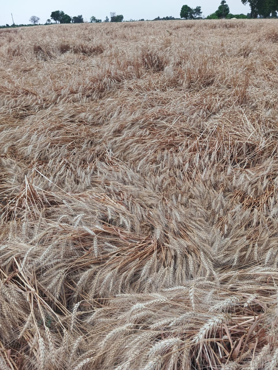 अचानक बदला मौसम, बारिश और ओलों ने मचाई तबाही