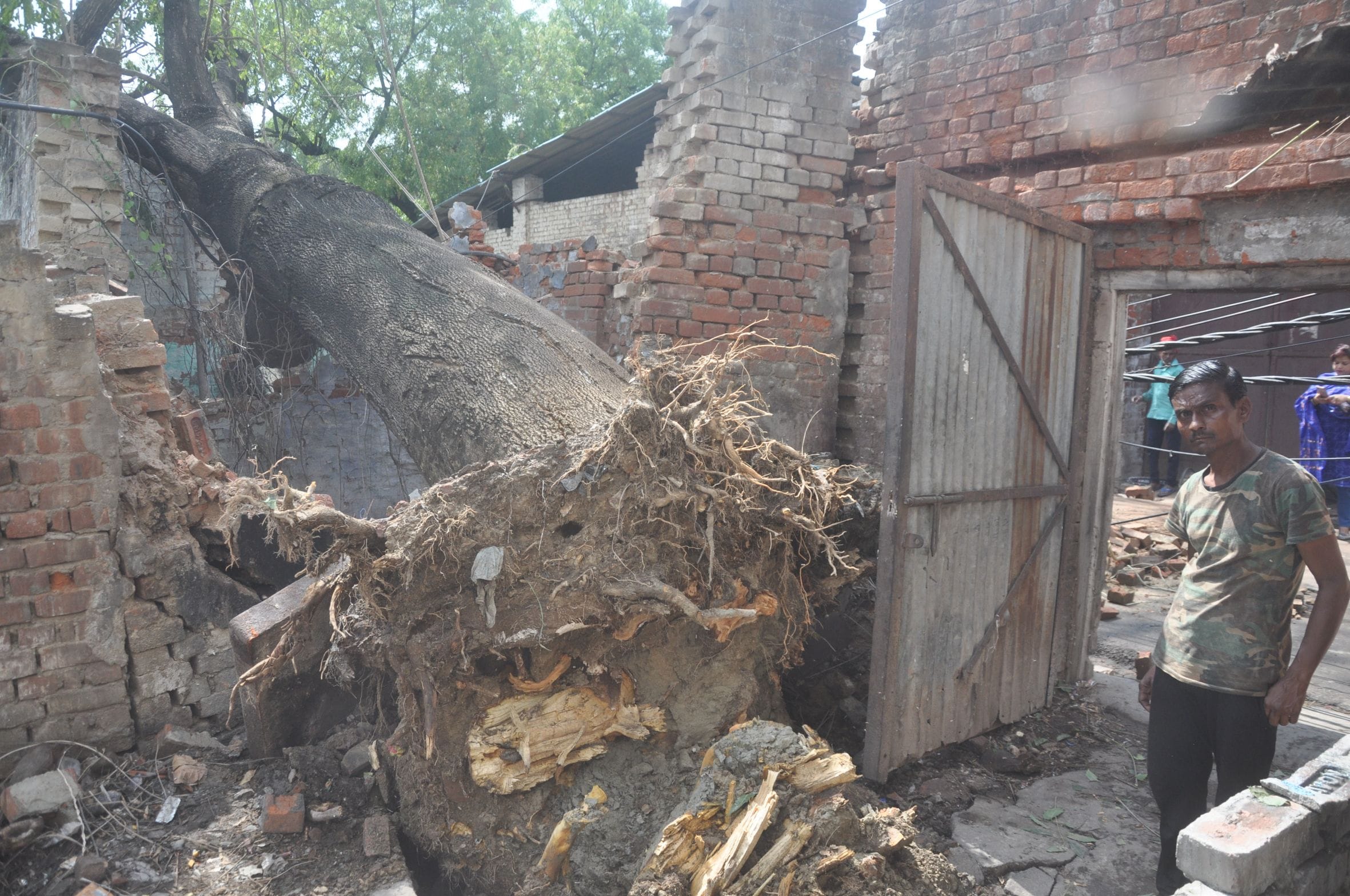 ऐशबाग पालीखेड़ा स्थित बोरी मिल परिसर में लगा 50 वर्ष पुराना पेड़ तेज आंधी के कारण झोपड़ी पर गिर 