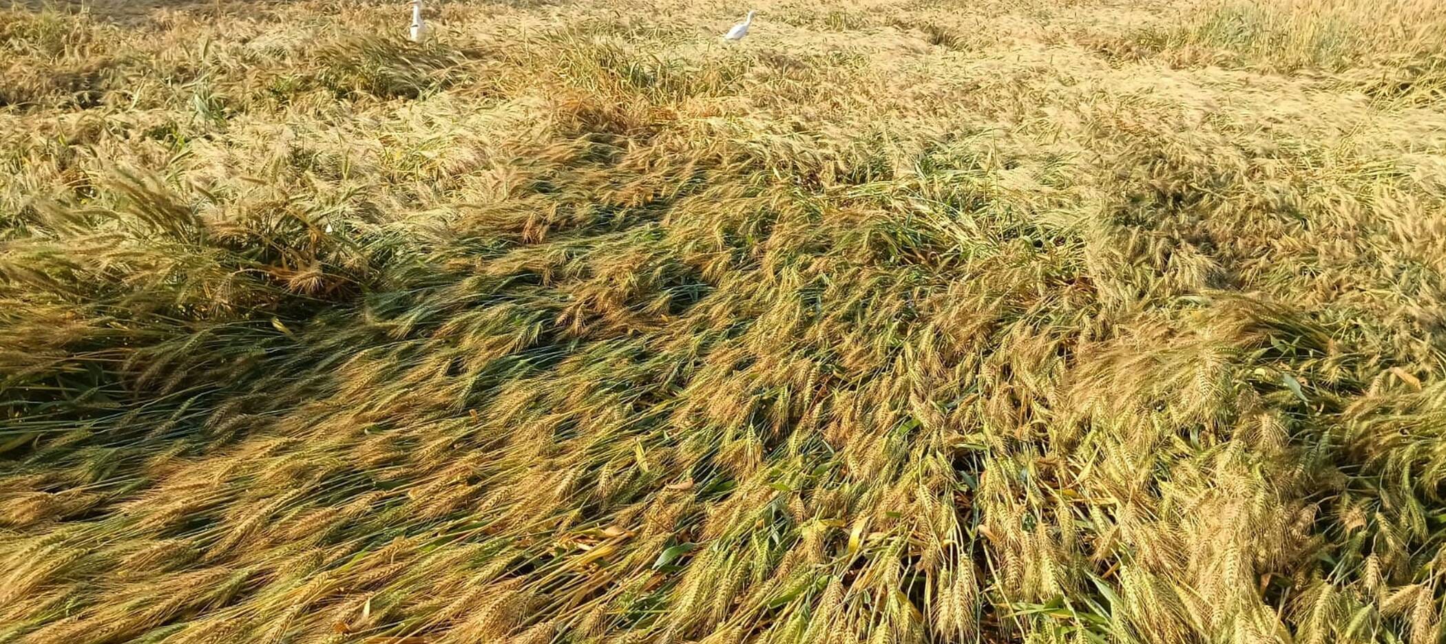 फोटो-27-आंधी पानी के बाद गिरी पड़ी गेहूं की फासल। संवाद