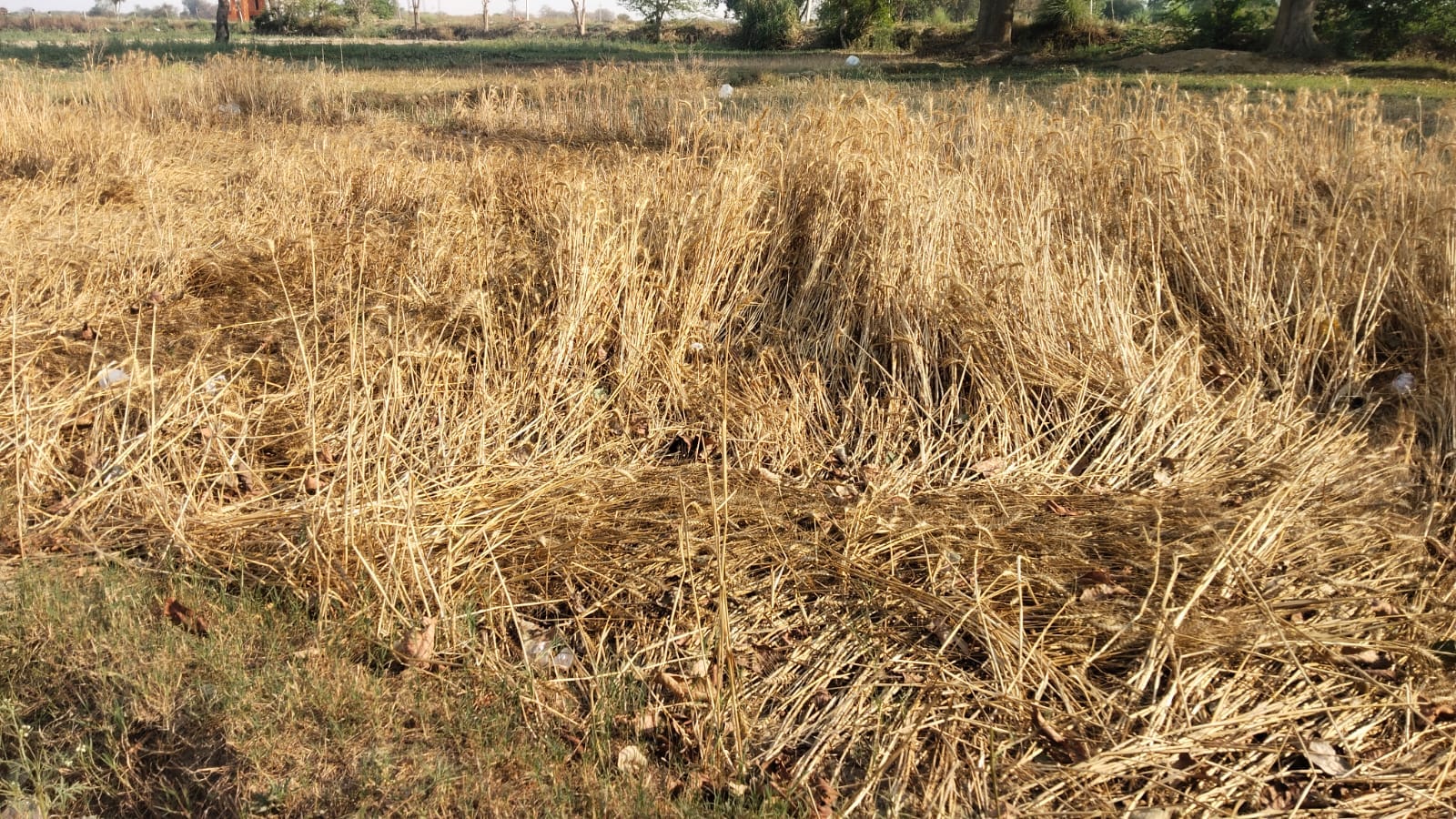 मन्ना सोनकर