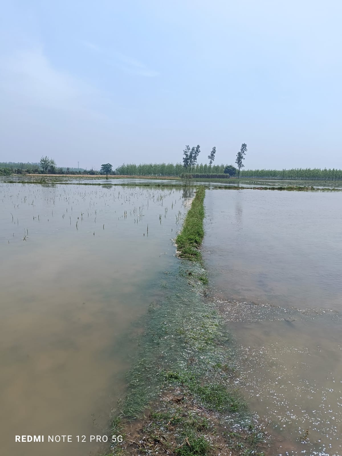 नारसन क्षेत्र में रजवाह टूटने के बाद किसानों के खेत में भरा पानी। स्रोत पाठक