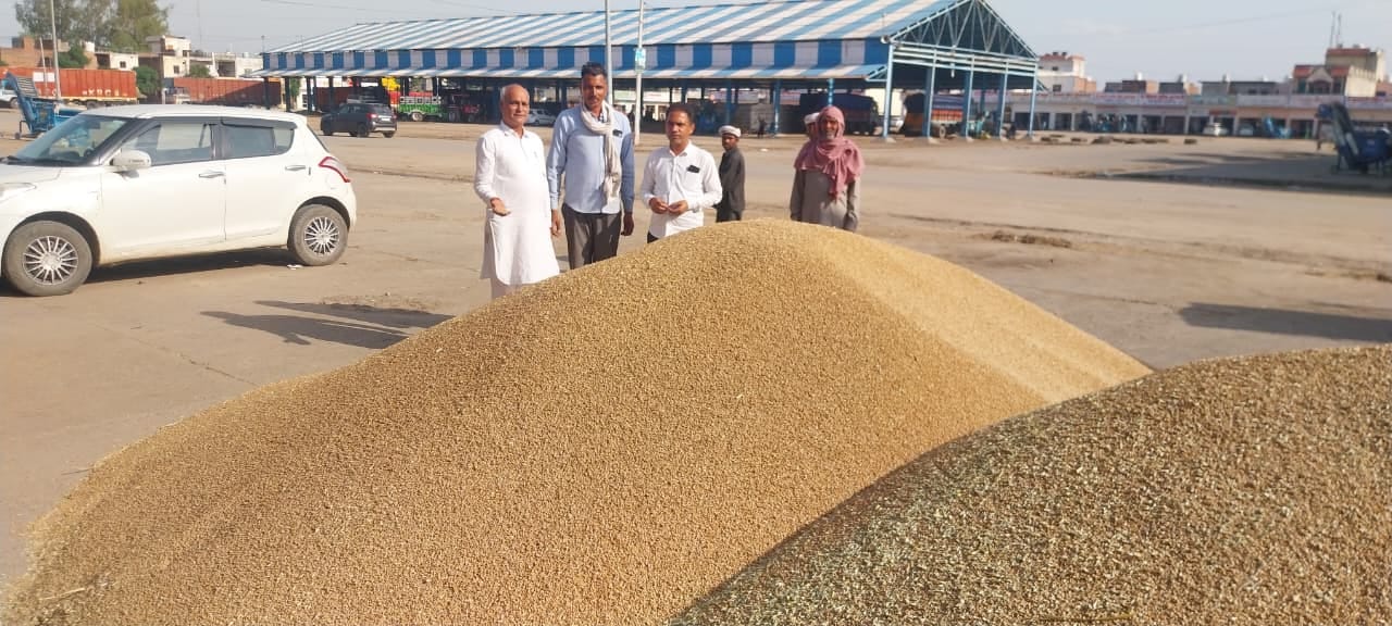 इस्माईलाबाद। अनाजमंडी में बिकवाली के लिए आई गेहूं की गुणवत्ता को जांचते आढ़ती और किसान। स्वयं