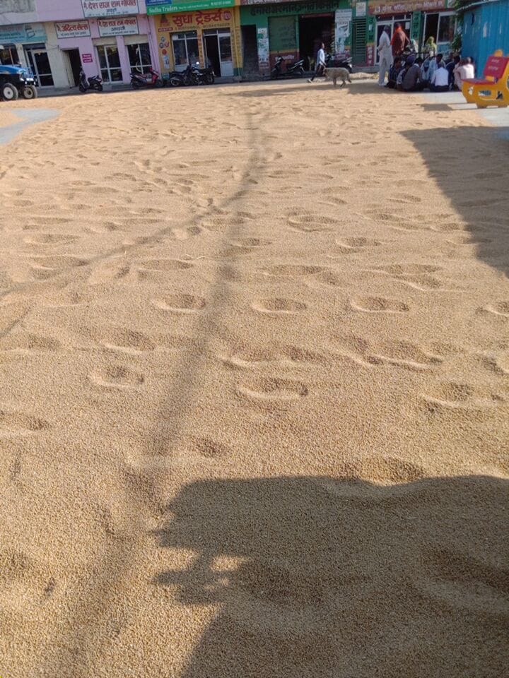 लाडवा। अनाजमंडी में नमी के चलते सुखाई गई गेहूं। संवाद लाडवा। अनाजमंडी में नमी के चलते सुखाई गई गेहूं। संवाद