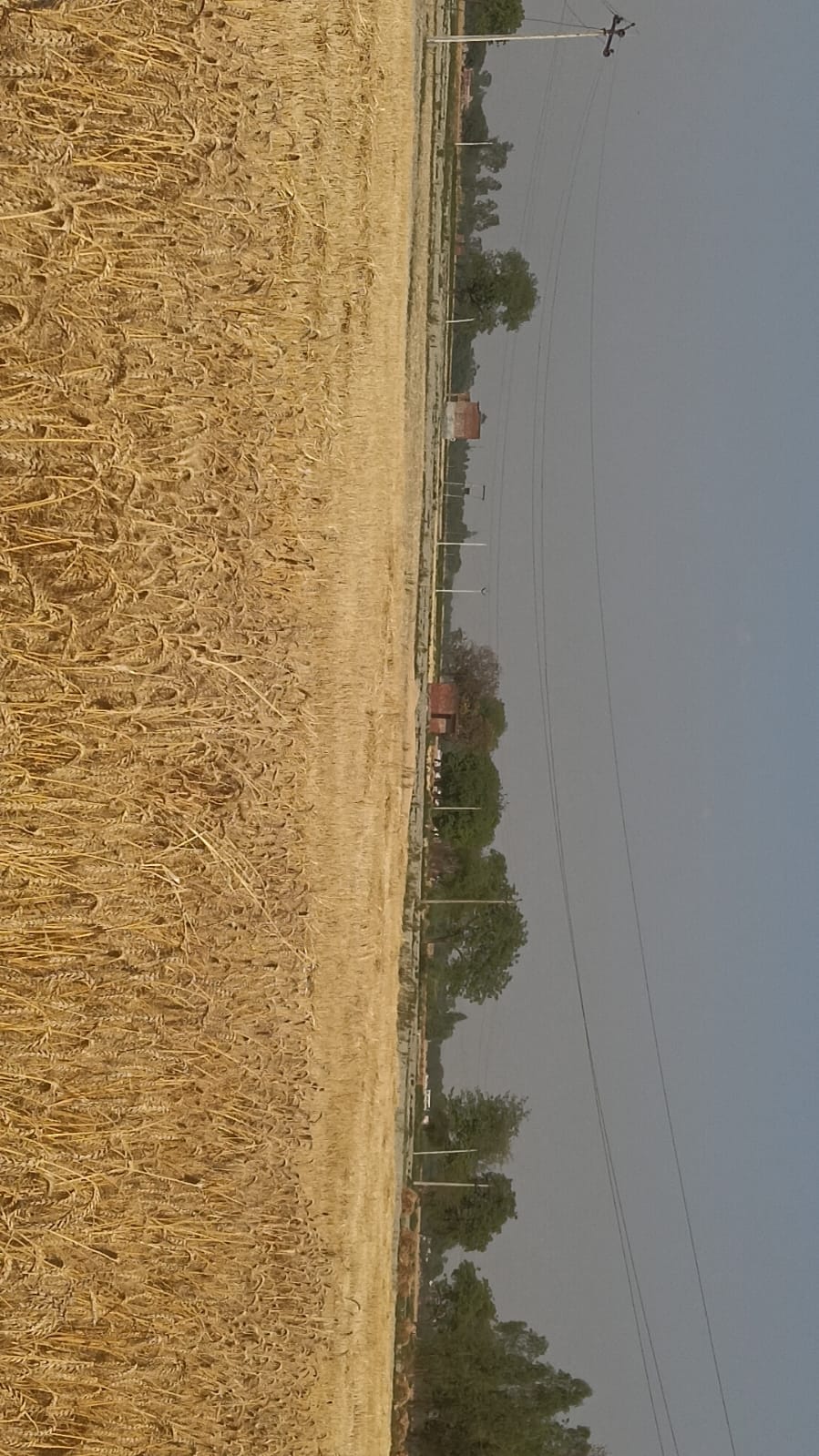 विद्युत उपकेंद्र पुरखास के जलालपुर जवाहरगंज में खेत से गुजर रहा ढीली हाईटेंशन तार। संवाद विद्युत उपकेंद्र पुरखास के जलालपुर जवाहरगंज में खेत से गुजर रहा ढीली हाईटेंशन तार। संवाद