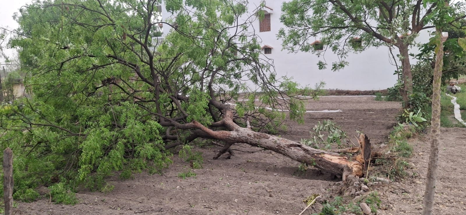 आंधी के दौरान अंबारी क्षेत्र में सड़क फैली पत्ती और उड़ रही धूल। संवाद आंधी के दौरान अंबारी क्षेत्र में सड़क फैली पत्ती और उड़ रही धूल। संवाद