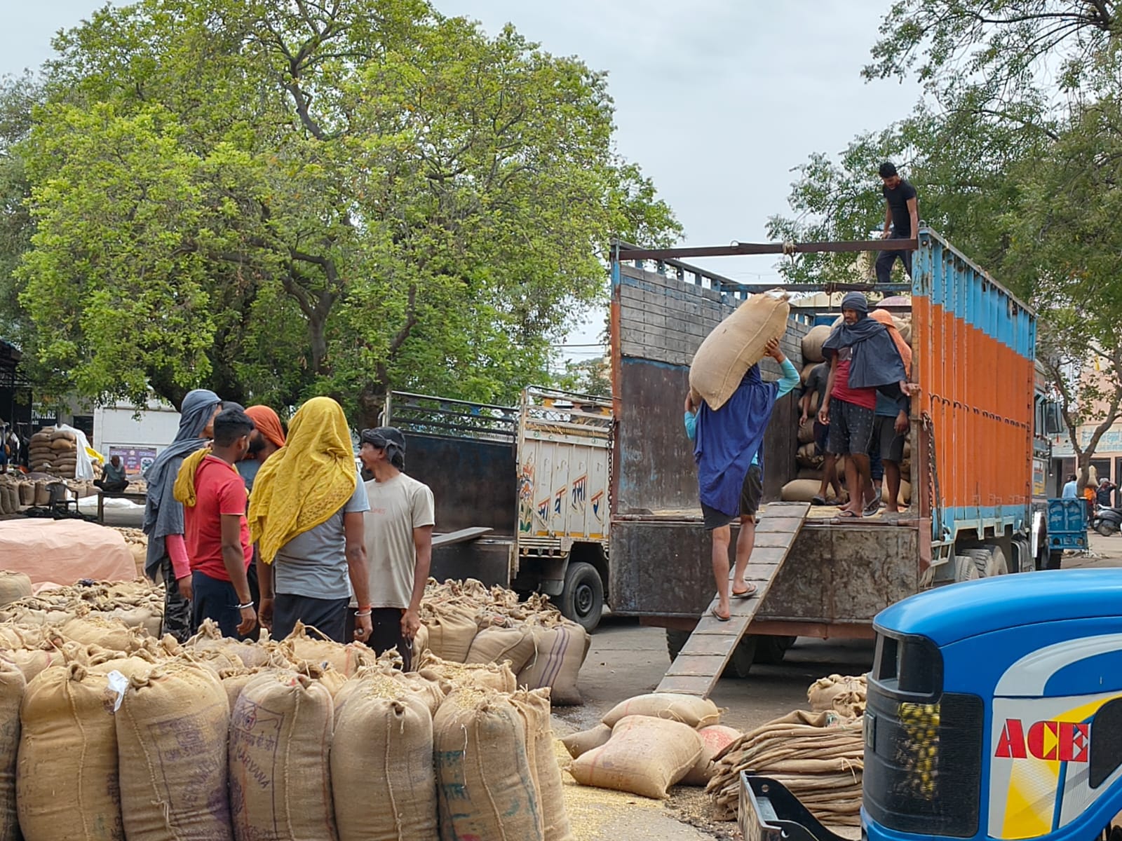 कोसली अनाज मंडी में खुले में रखा गेहूं। संवाद कोसली अनाज मंडी में खुले में रखा गेहूं। संवाद