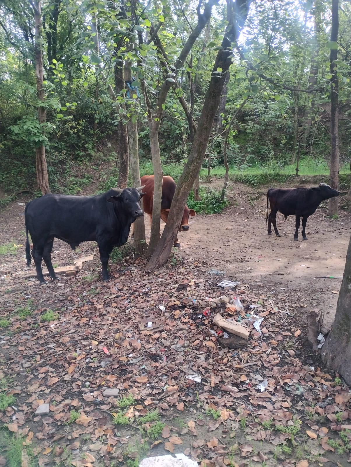 पवन कुमार शर्मा, निवासी डिडवीं पवन कुमार शर्मा, निवासी डिडवीं