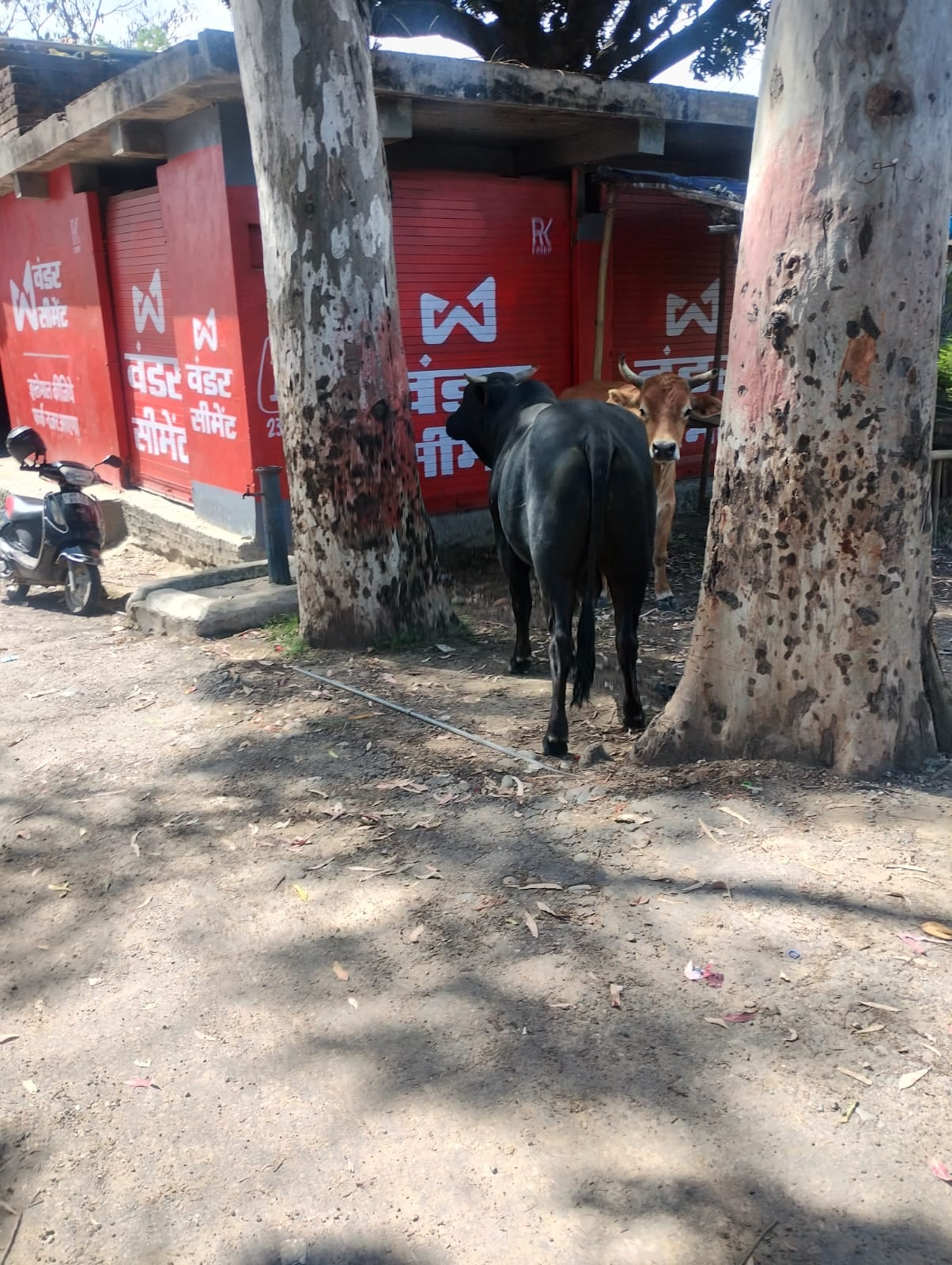 पवन कुमार शर्मा, निवासी डिडवीं पवन कुमार शर्मा, निवासी डिडवीं