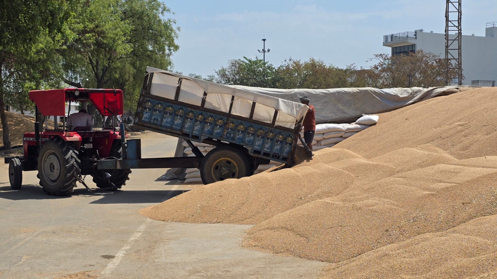 05jjrp15- झज्जर। किसान की फसल की मात्रा पोर्टल पर दिखाई गई शून्य। संवाद