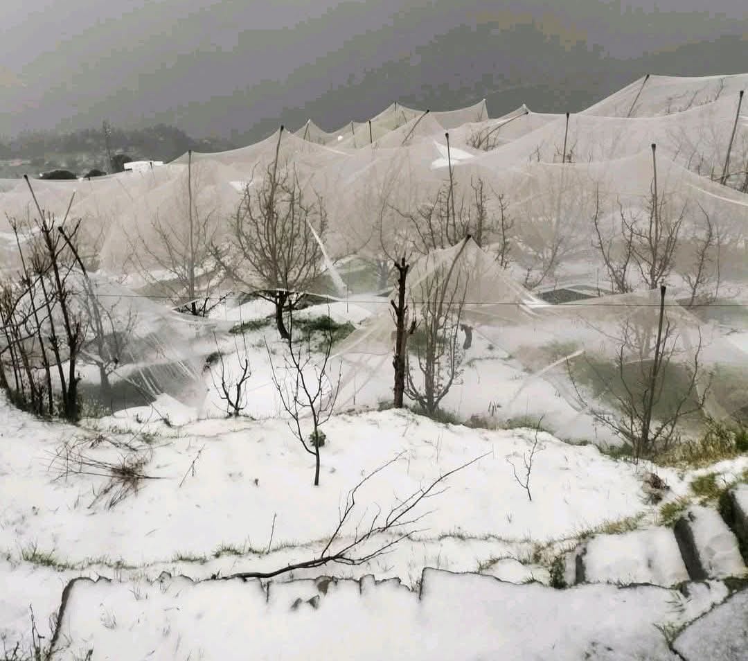 आनी के ग्रामीण इलाकों में हुई ओलावृष्टि से सेब की फसल को पहुंचाया नुकसान। संवाद