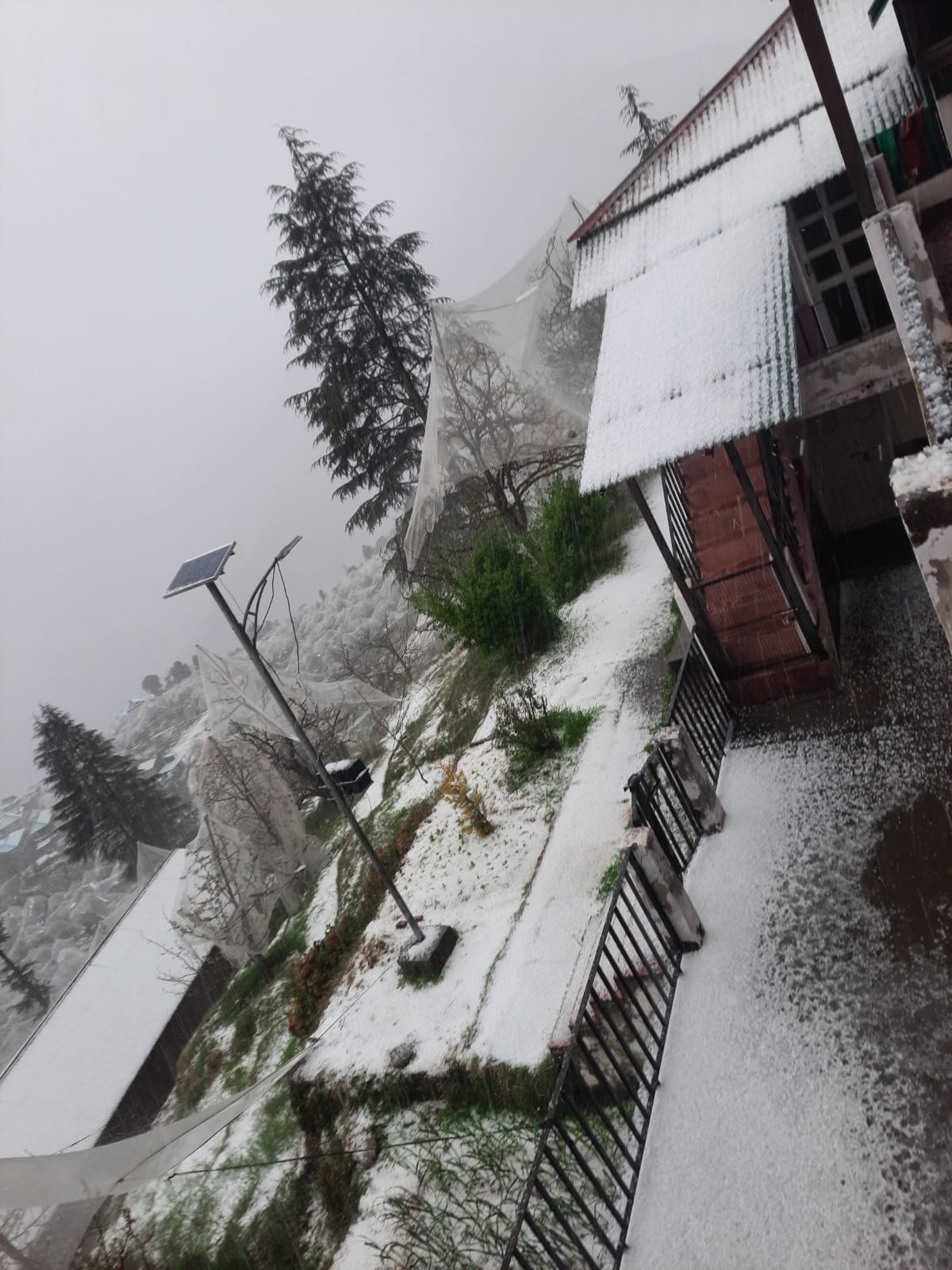 आनी के ग्रामीण इलाकों में हुई ओलावृष्टि से सेब की फसल को पहुंचाया नुकसान। संवाद