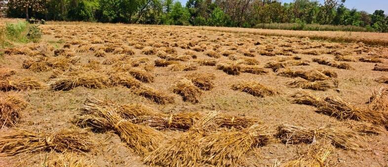 बारिश में गिरी फसल व टूटा बिजली का पोल। संवाद