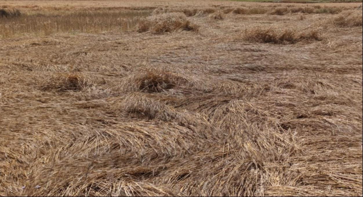 बारिश में गिरी फसल व टूटा बिजली का पोल। संवाद