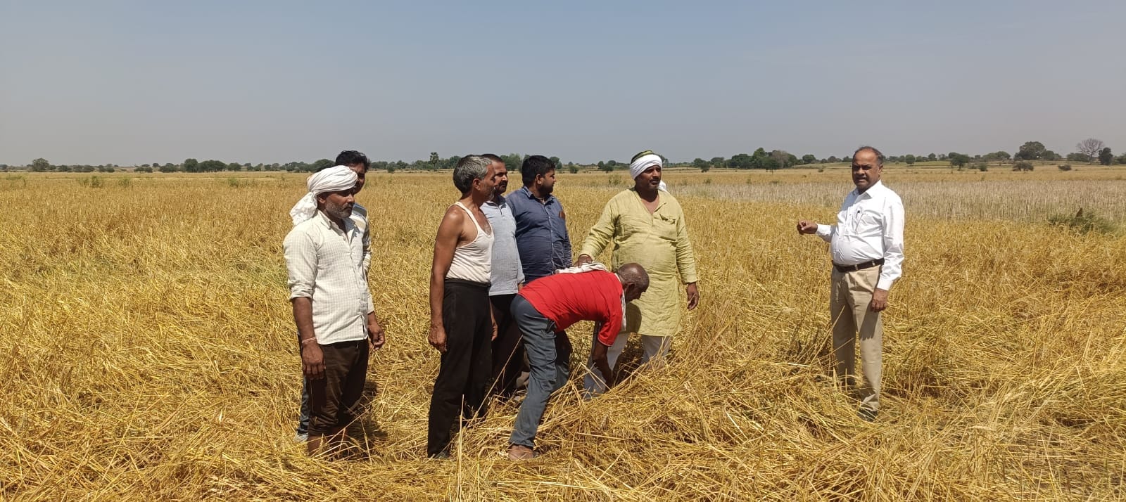 फोटो-4- अजीतमल में खेत में कटी पड़ी फसल को सुखाने के लिए उलटफेर करता किसान। संवाद फोटो-4- अजीतमल में खेत में कटी पड़ी फसल को सुखाने के लिए उलटफेर करता किसान। संवाद