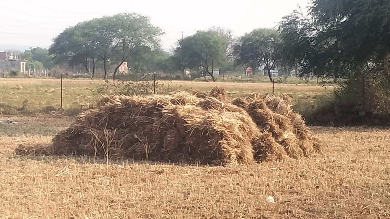 फोटो न-04 सीकेटीपी चौरा गांव के खेत में कटी गेहूं फसल को समेटते किसान। संवाद