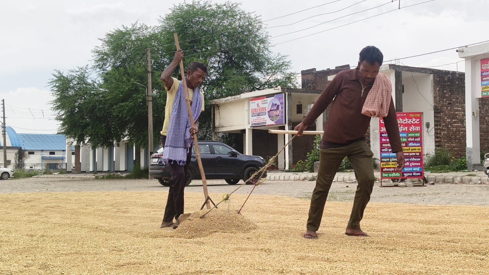 जगाधरी अनाज मंडी गेहूं लेकर पहुंचे किसान की फोटो खींचता कर्मचारी। संवाद जगाधरी अनाज मंडी गेहूं लेकर पहुंचे किसान की फोटो खींचता कर्मचारी। संवाद