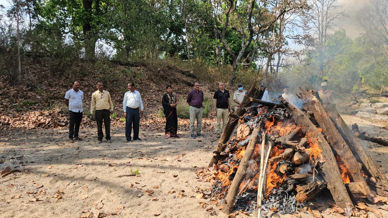 कान्हा की मशहूर बाघिन ‘सुनैना’’ (T-122) की मौत, टेरिटोरियल फाइट बनी वजह