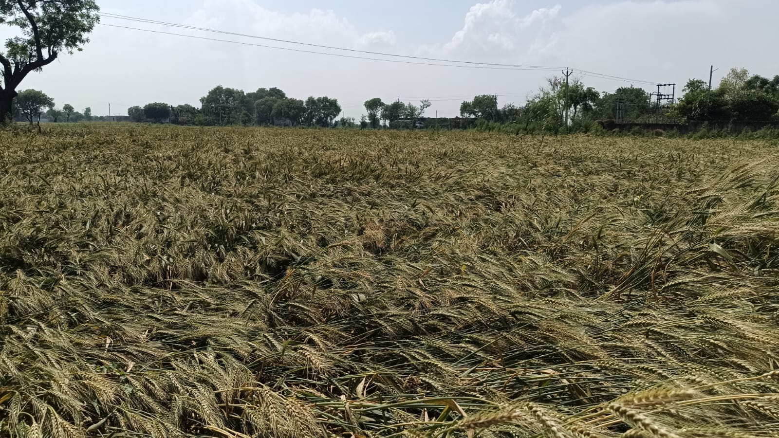 मारहरा कस्बा में रविवार शाम गिरे ओले को दिखाता युवक। संवाद मारहरा कस्बा में रविवार शाम गिरे ओले को दिखाता युवक। संवाद