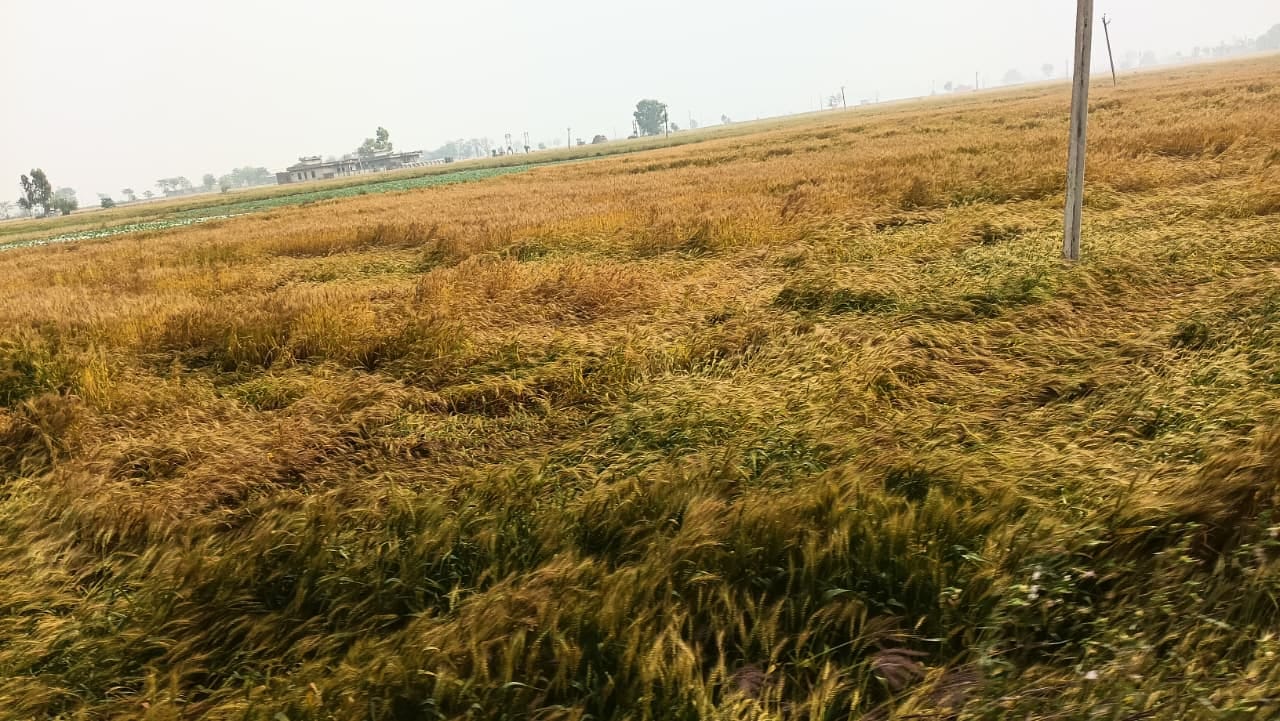 नई अनाज मंडी में शेड के नीचे फसल तक पहुंचा बारिश का पानी। संवाद नई अनाज मंडी में शेड के नीचे फसल तक पहुंचा बारिश का पानी। संवाद