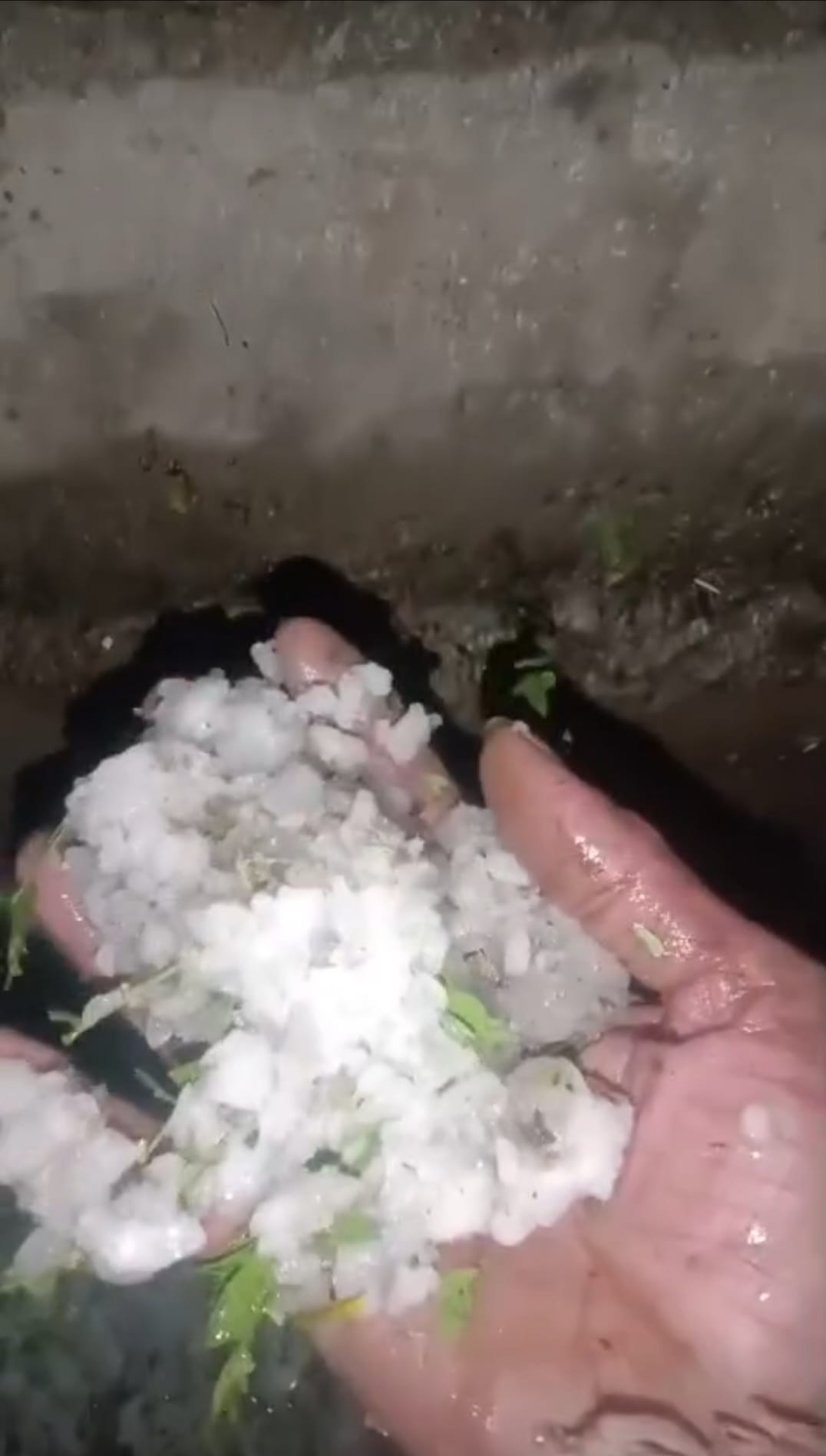 ओलावृष्टि से प्रदेश के कई जिलों में नुकसान