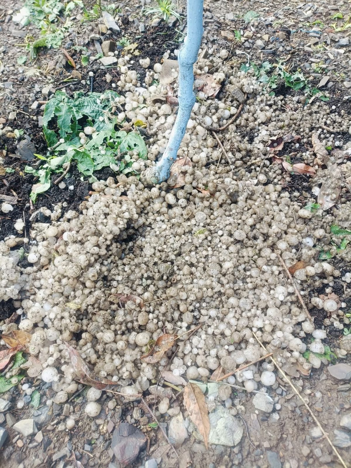 पच्छाद के वासनी क्षेत्र में हुई ओलावृष्टि। स्रोत: ग्रामीण पच्छाद के वासनी क्षेत्र में हुई ओलावृष्टि। स्रोत: ग्रामीण